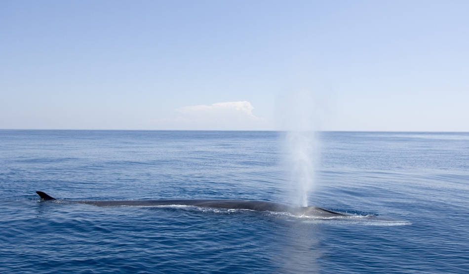  O belenă albastră a ieşit la suprafaţa apei să respire