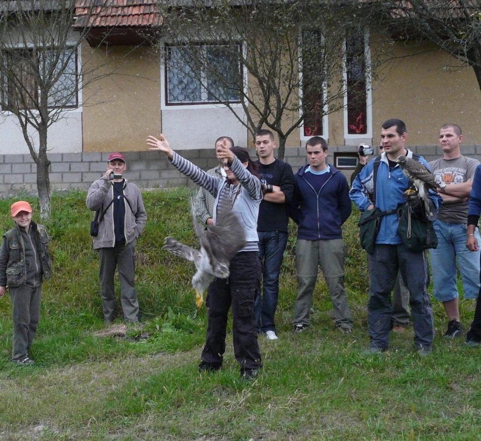 Membrii Asociaţiei Peregrinus în momentul eliberării unei femele adulte de uliu porumbar, pasărea fiind prinsă iniţial de columbofili