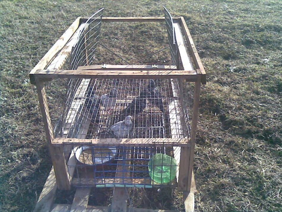 Capcană ilegală pentru ulii folosită de columbofilii din România