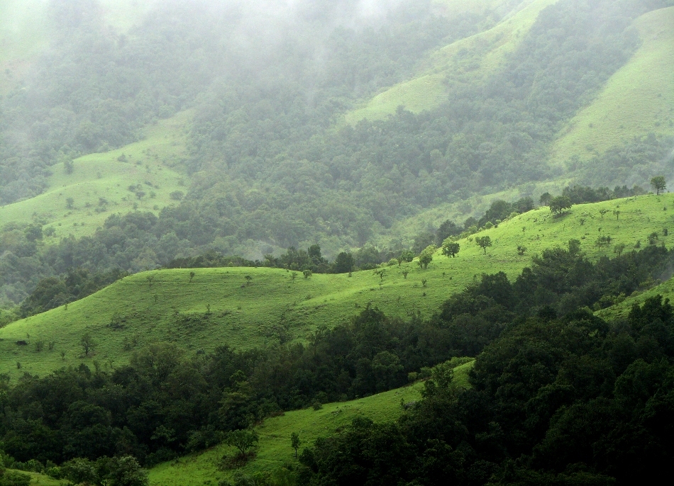Pădure din Karnataka