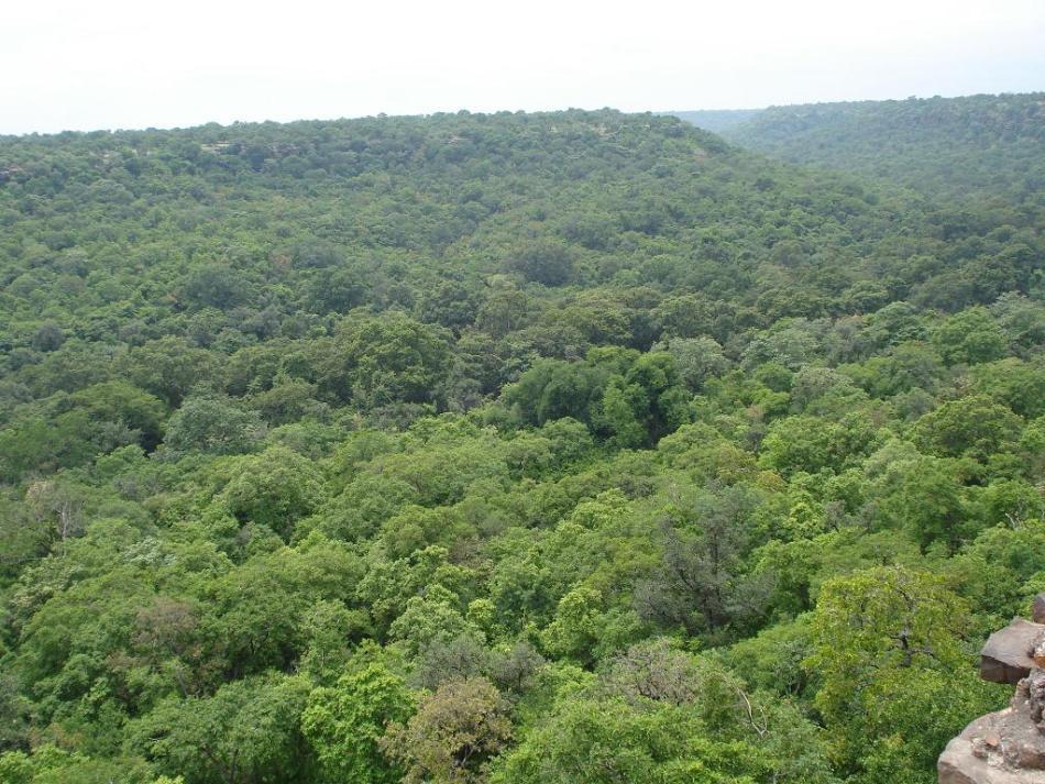 Junglele din Hingajgarh
