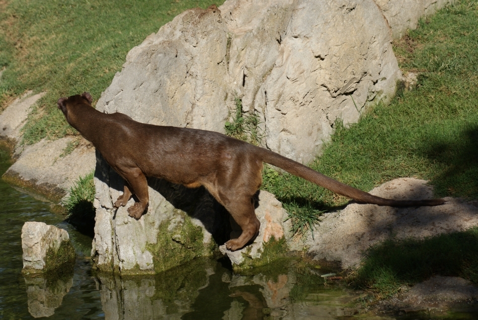 Fossa