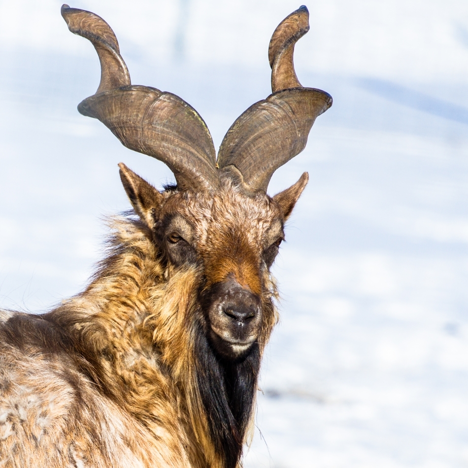 Markhor