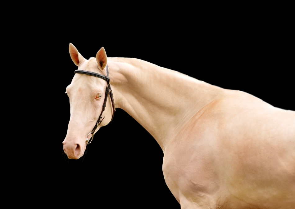 Exemplar de culoare cremello deschis