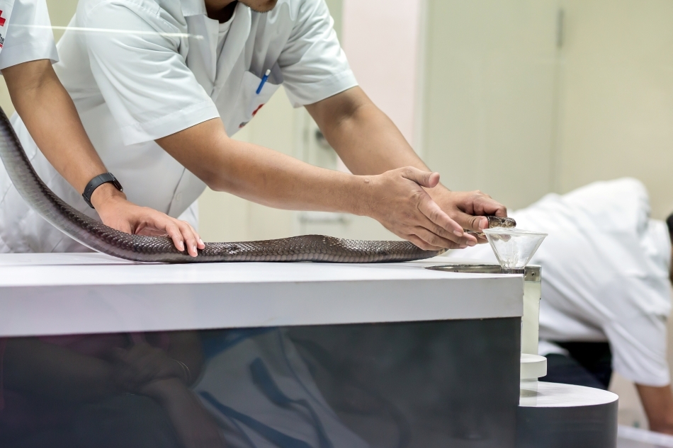 Recoltarea veninului unui şarpe taipan