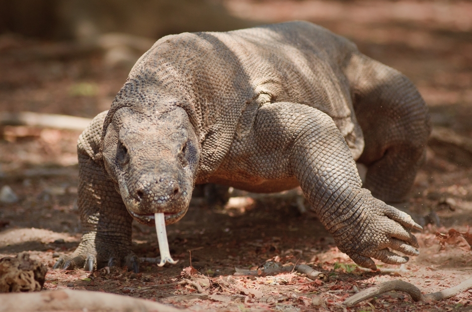 10 Dintre Cele Mai Periculoase Animale Din Lume Descopera Ro