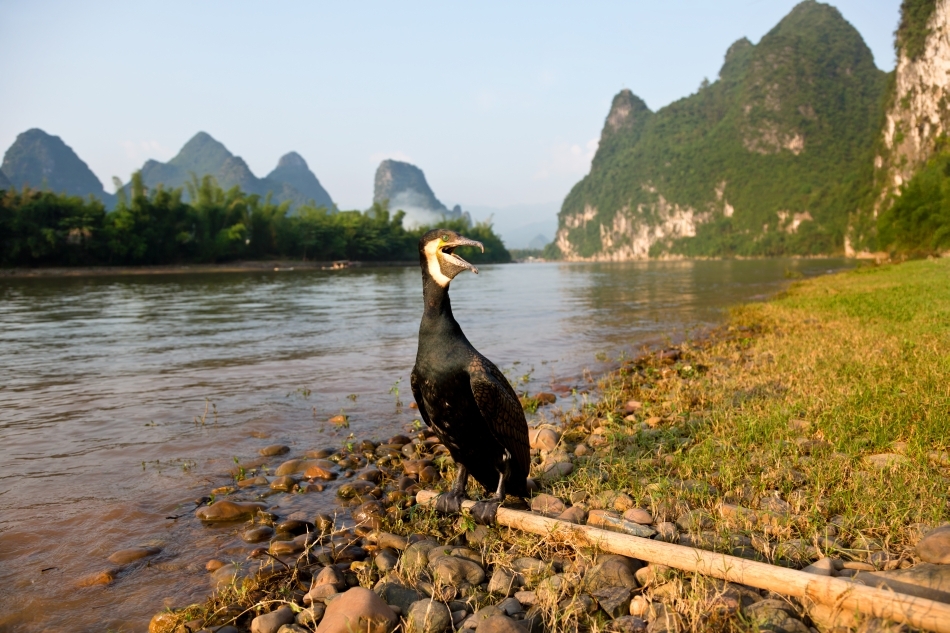 Cormoran dresat după o zi de pescuit