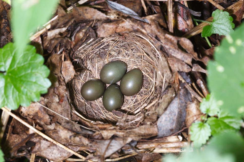 Cuib de privighetoare cu ponta completă