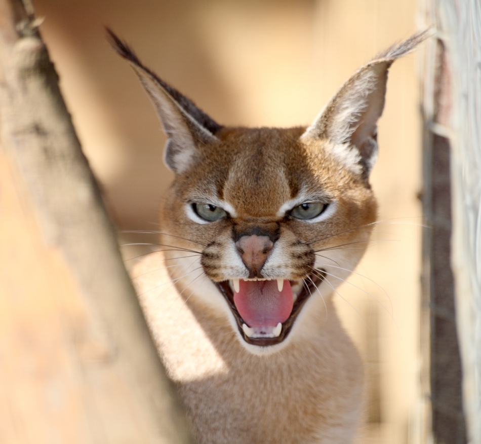 Linx caracal cu grimasă facială agresivă