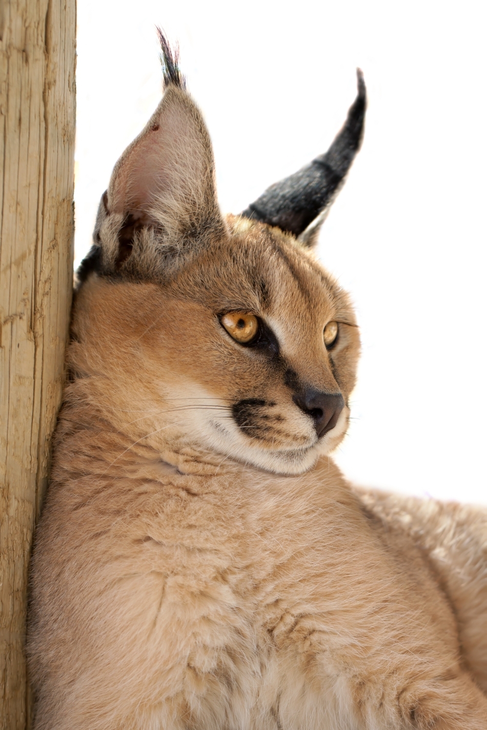 Caracal relaxat