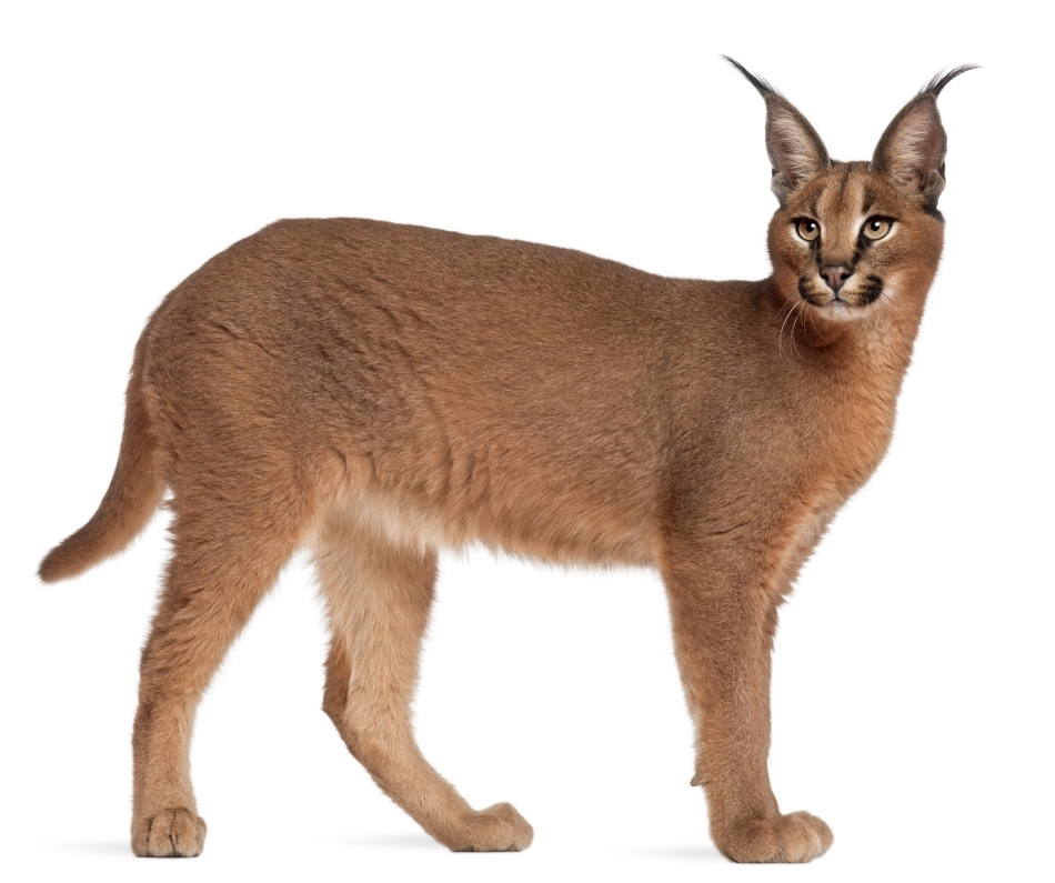 Linxul caracal are un colorit asemănător leilor şi pumelor