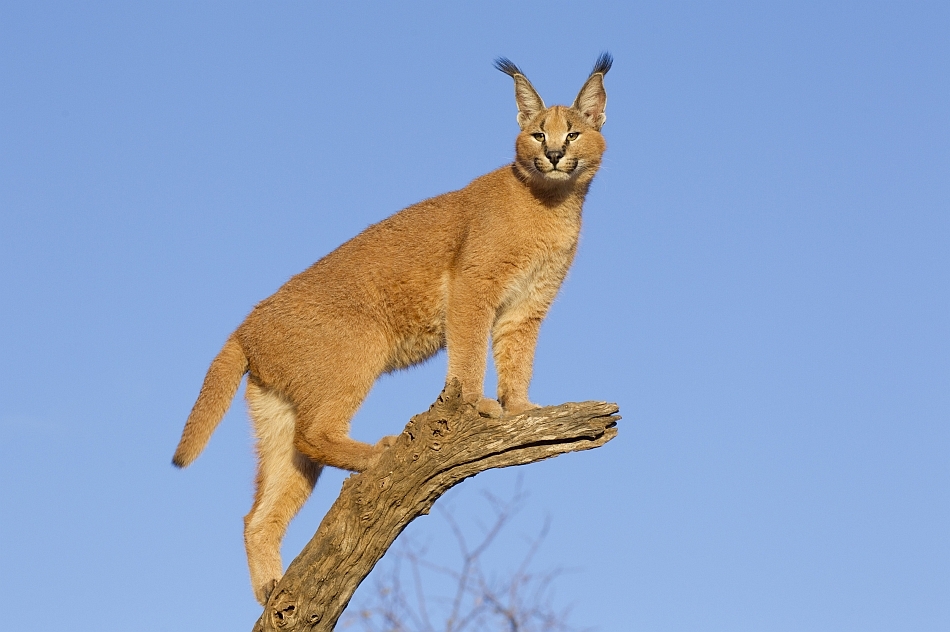 Linxul caracal este un abil căţărător în copaci