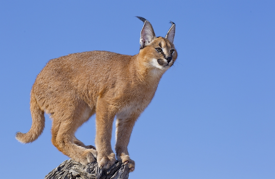 Caracal care îşi supraveghează teritoriul de la înălţime