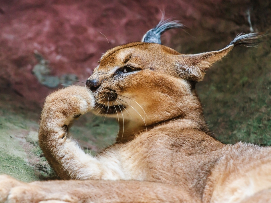 Linx caracal