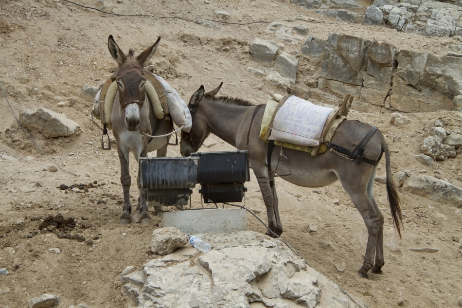 Măgari în rolul lor milenar de animale de povară