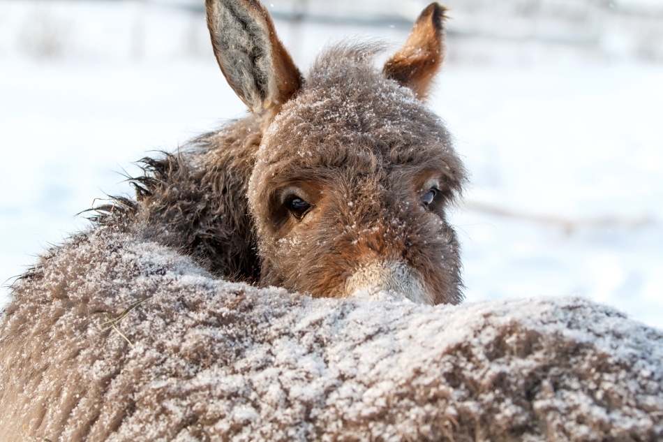 Măgarii sunt animale foarte rezistente, care se adaptează şi iernilor aspre