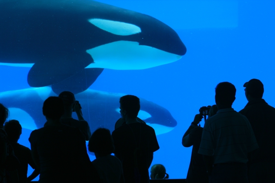 Balene ucigase într-un acvariu uriaş