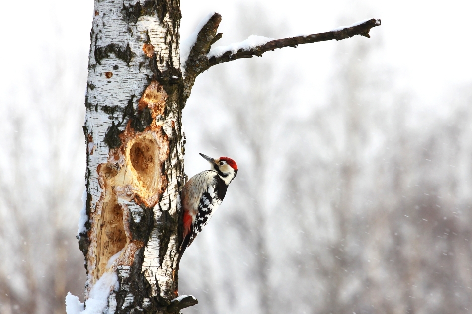 Ciocănitoare cu spatele alb