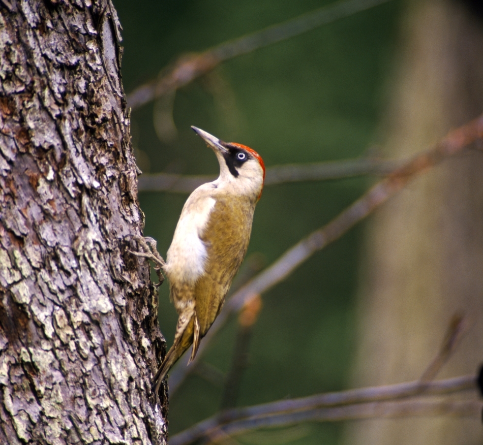 Cioc[nitoare verde sau ghionoaie verde