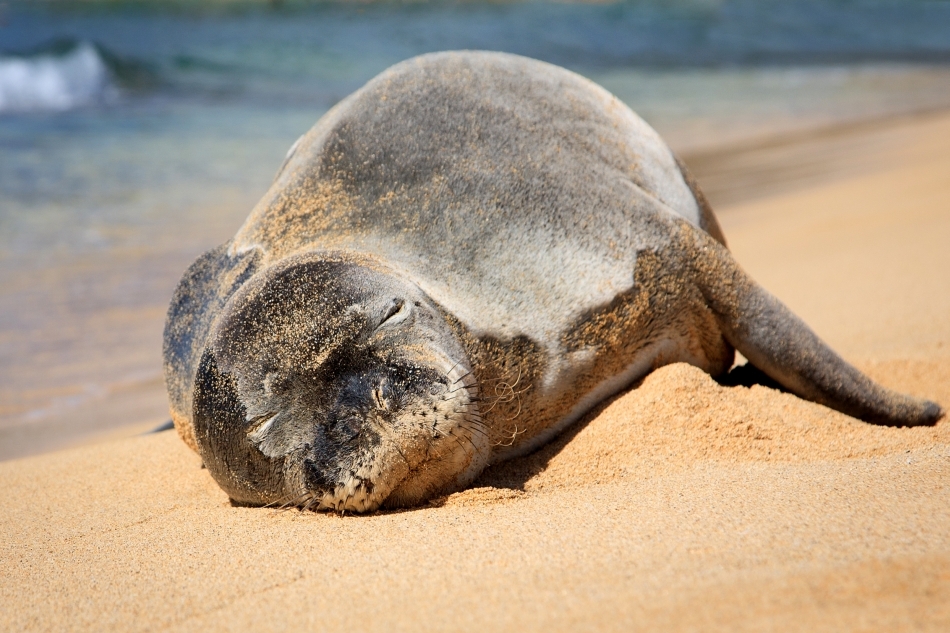 Pui de focă de Mediterana