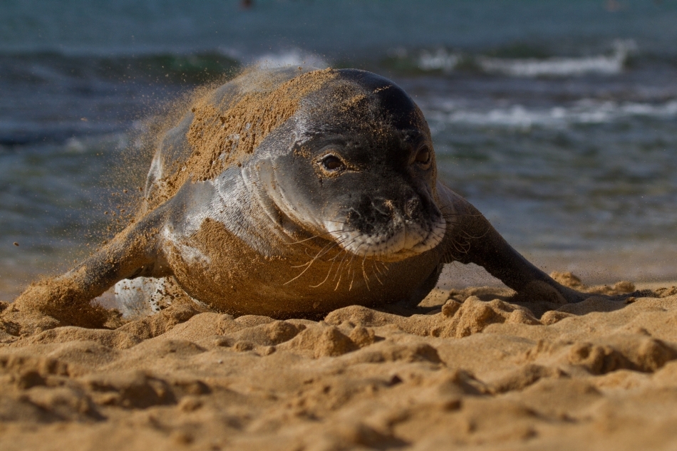 Exemplar tânăr de focă de Mediterana