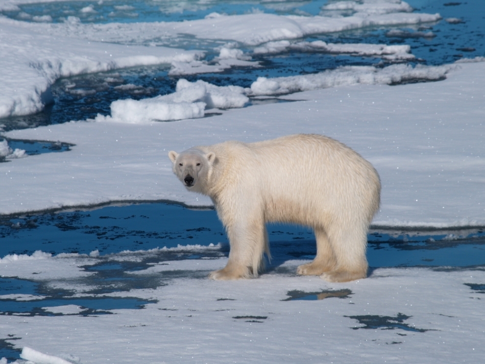 Urs polar pe banchiză