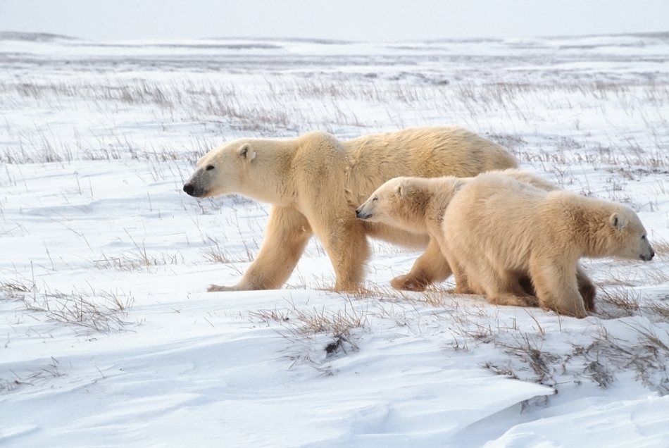 O ursoaică cu pui mari