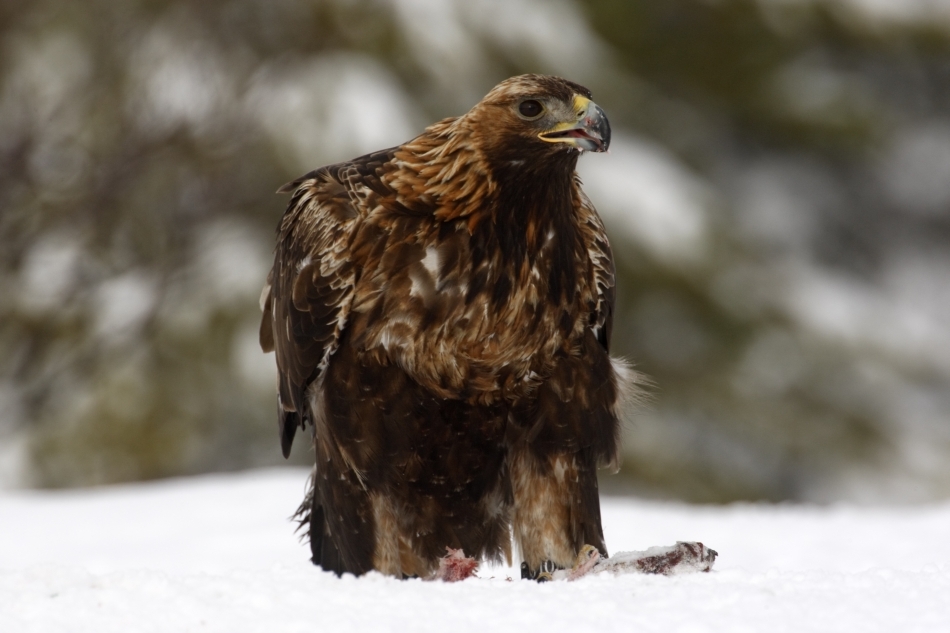 Acvilă de munte cu prada în zăpadă