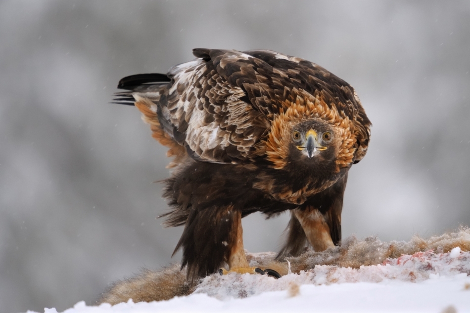 Acvilă de munte femelă