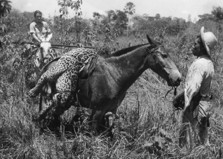 Siemel se intoarce de la vânătoarea unui alt jaguar