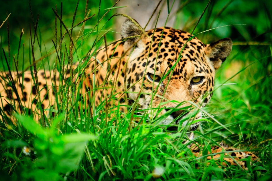 Jaguar ascuns în iarbă