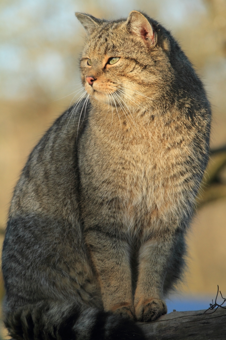 Motan impozant de pisică sălbatică