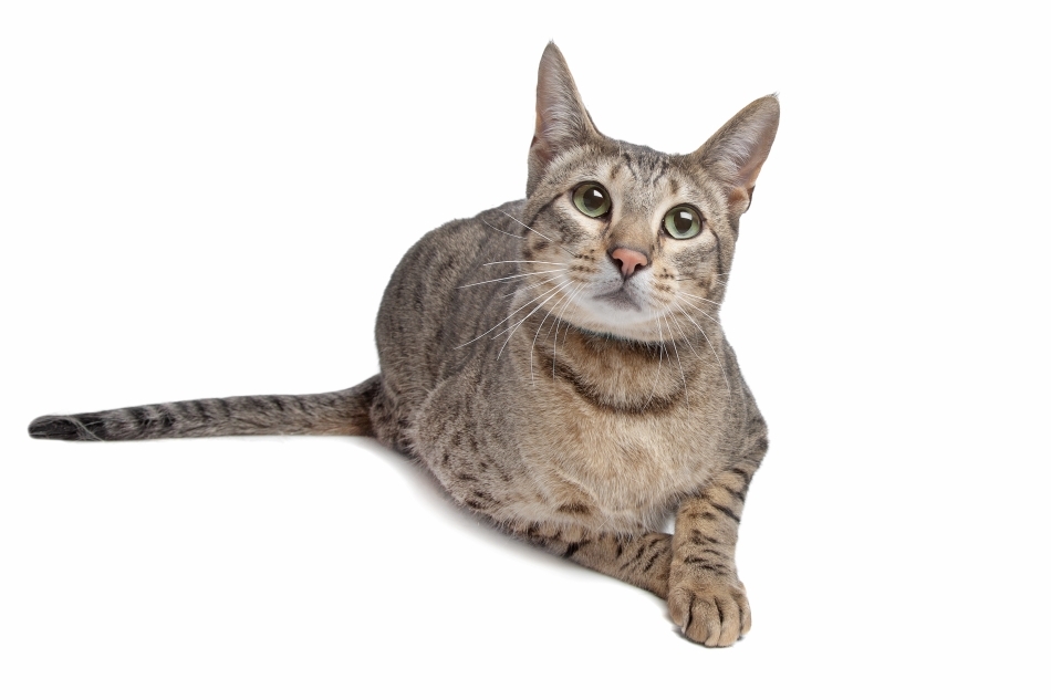 Pisică de Bengal cu coloritu de fond gri