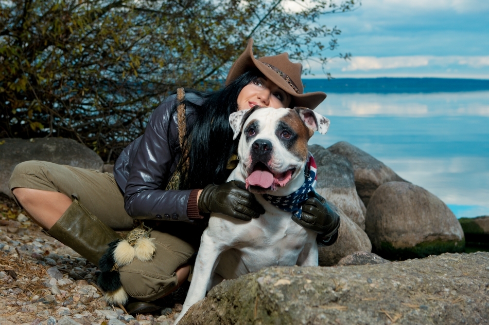 Bulldogul american este foarte ataşat de stăpânii săi