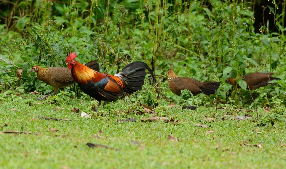Găina roşie de junglă (Gallus gallus) care mai scormoneşte şi astăzi prin desişurile din India şi Asia de sud-est