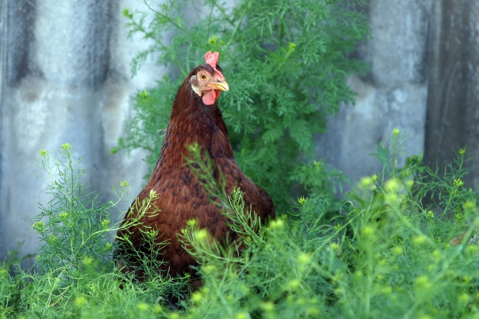 Din punct de vedere comportamental, găinile domesticite sunt mult mai puţin active fizic, interacţionează social mai puţin decât cele sălbatice, chiar dacă trăiesc în ferme uriaşe, sunt mult mai puţin alerte la prădătorii naturali şi au parte de o hrană mai puţin variată decît suratele lor domestice. 