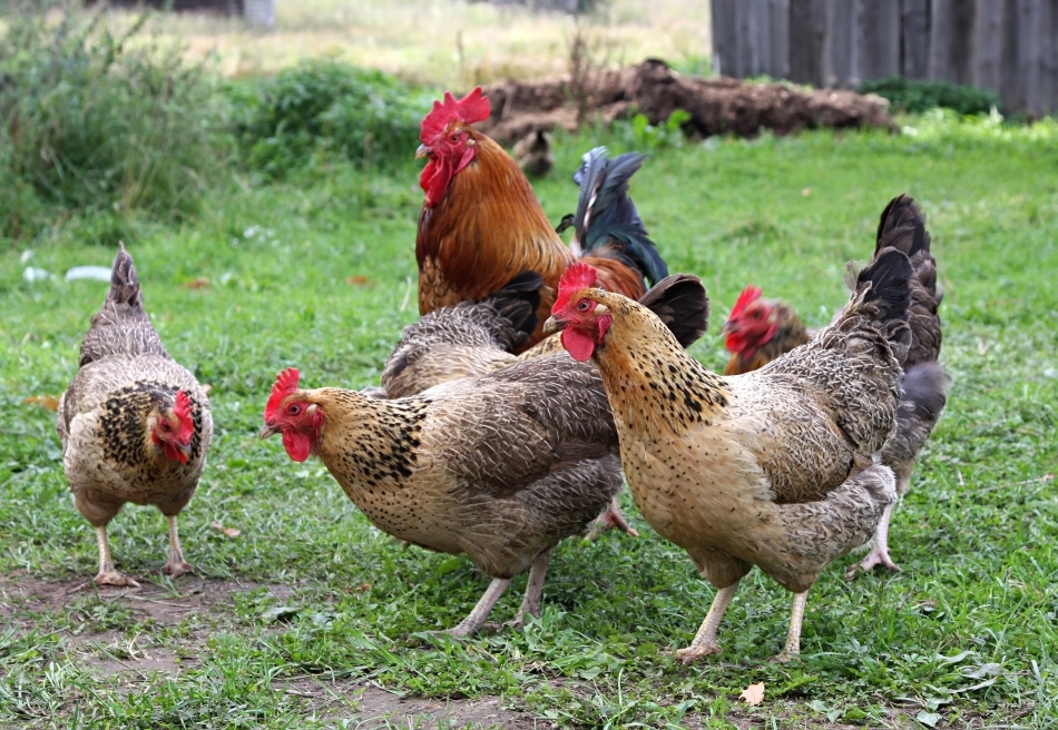 Din punct de vedere comportamental, găinile domesticite sunt mult mai puţin active fizic, interacţionează social mai puţin decât cele sălbatice, chiar dacă trăiesc în ferme uriaşe, sunt mult mai puţin alerte la prădătorii naturali şi au parte de o hrană mai puţin variată decît suratele lor domestice. 