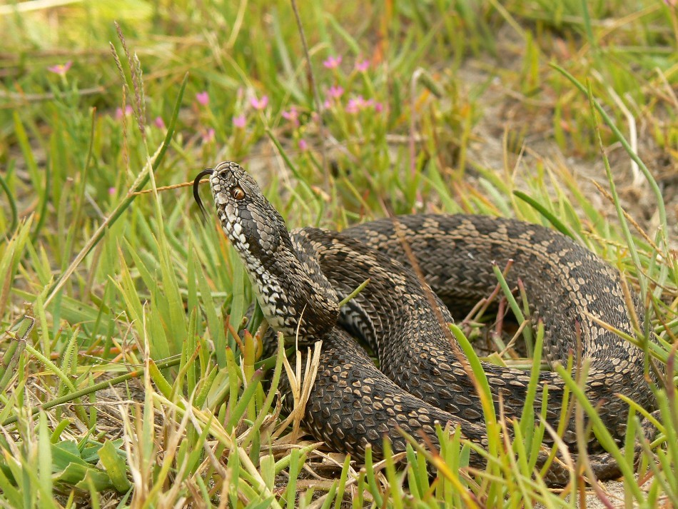 Femelă de viperă de stepă moldavă din zona Deltei Dunării
