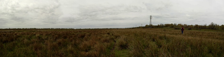 Habitat tipic pentru vipera de stepă moldavă din Delta Dunării