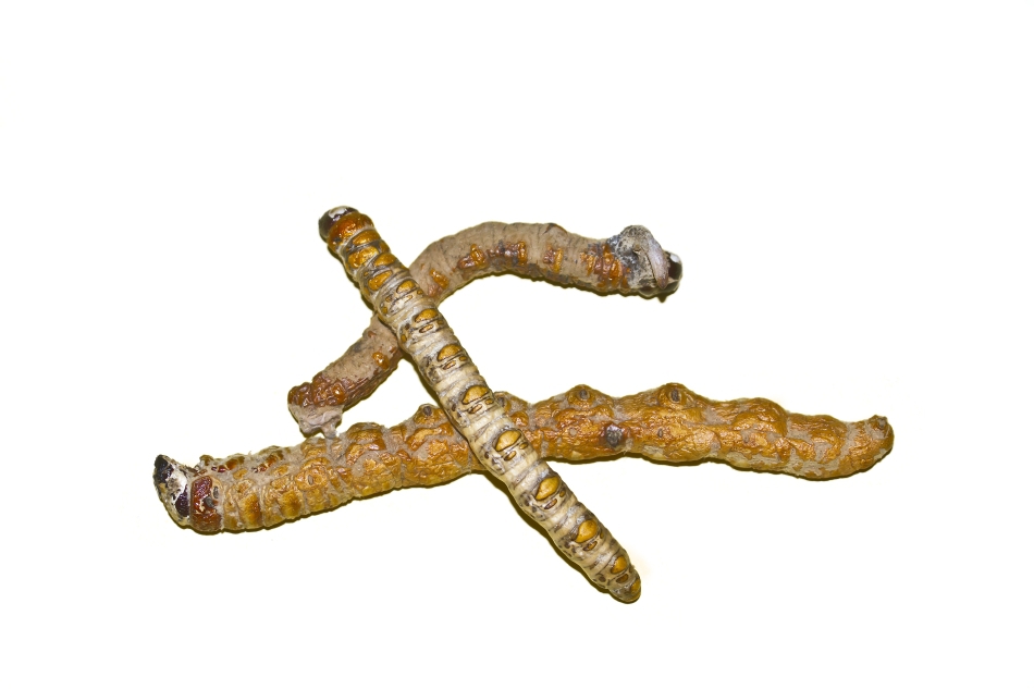 Câteva ciuperci uscate de Yarsagumba.
