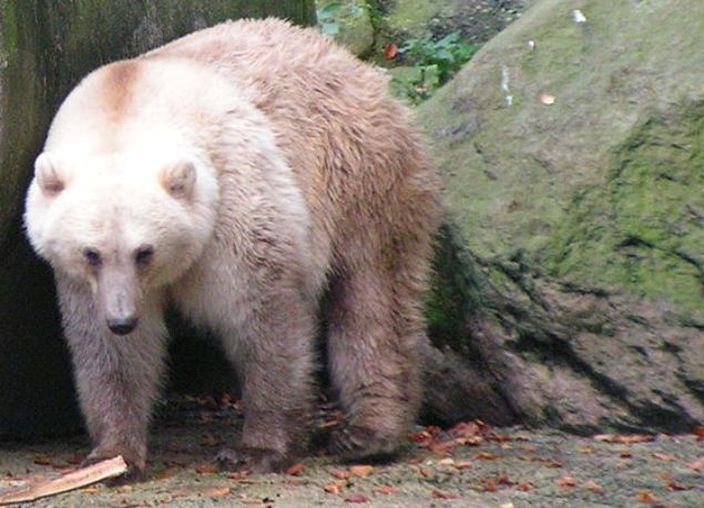 Urs „grolar” sau „pizzly”, un hibrid între ursul grizzly şi ursul polar.