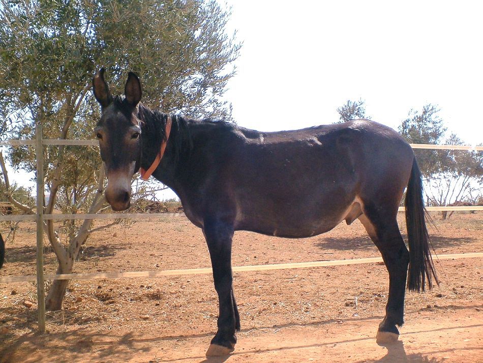Catâr - un hibrid rezultat din împerecherrea unei iepe cu un măgar. 
