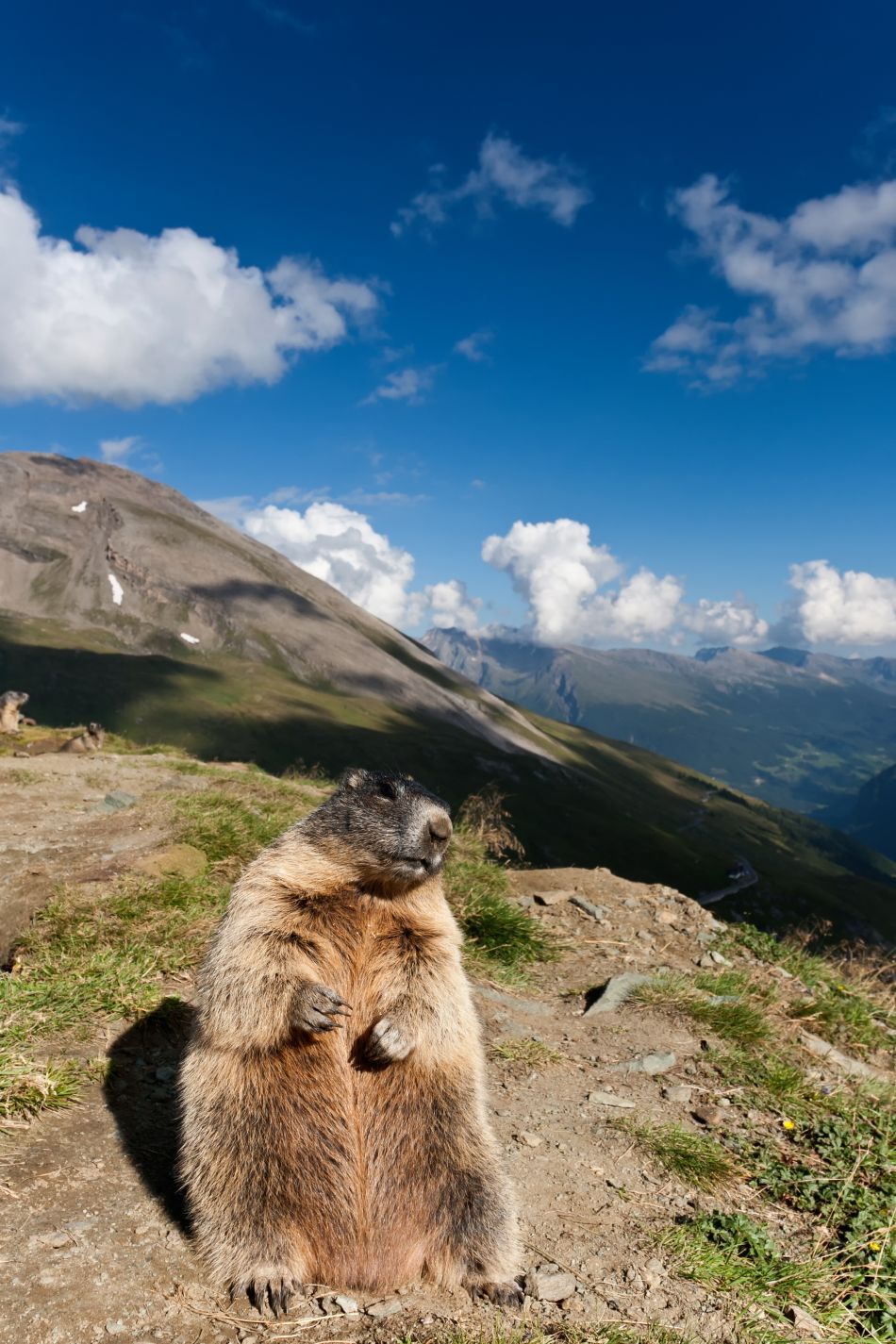 O marmotă priveşte curioasă obiectivul aparatului de fotografiat.