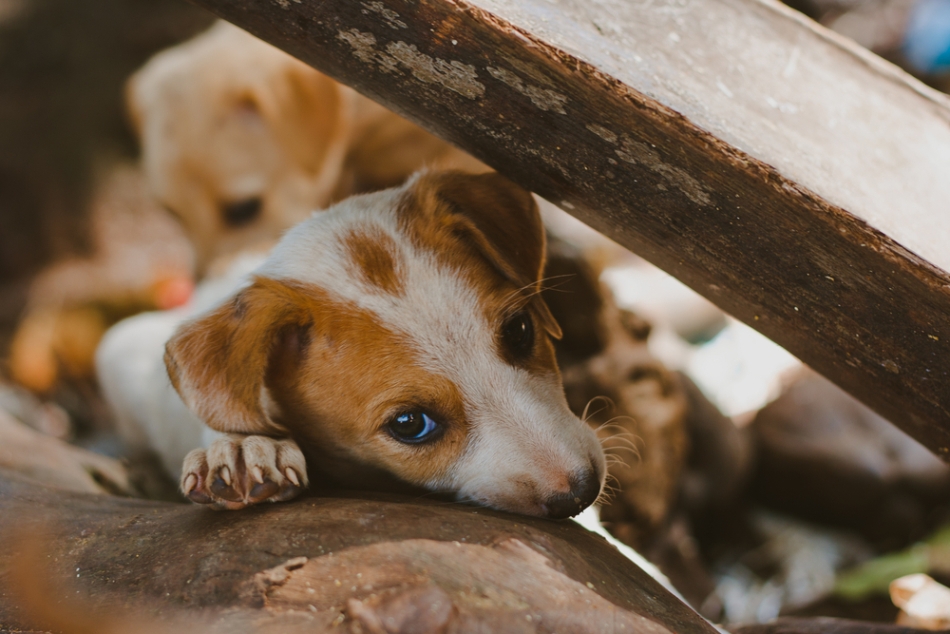 Puiuţii de maidanezi sunt adesea mai simpatici şi drăguţi decât căţeii de rasă.