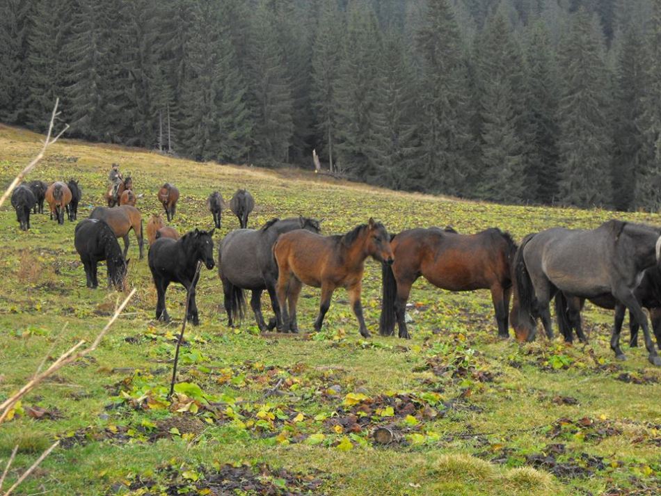 Cai huşuli în pădure.