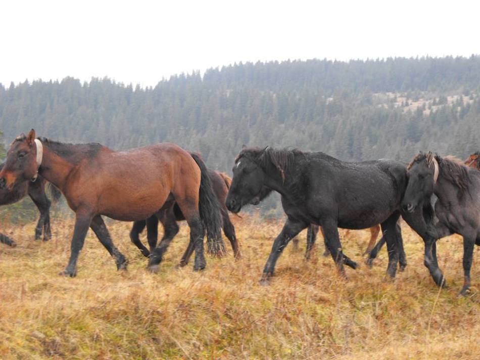 Cai huţuli întorcându-se de la păscut.