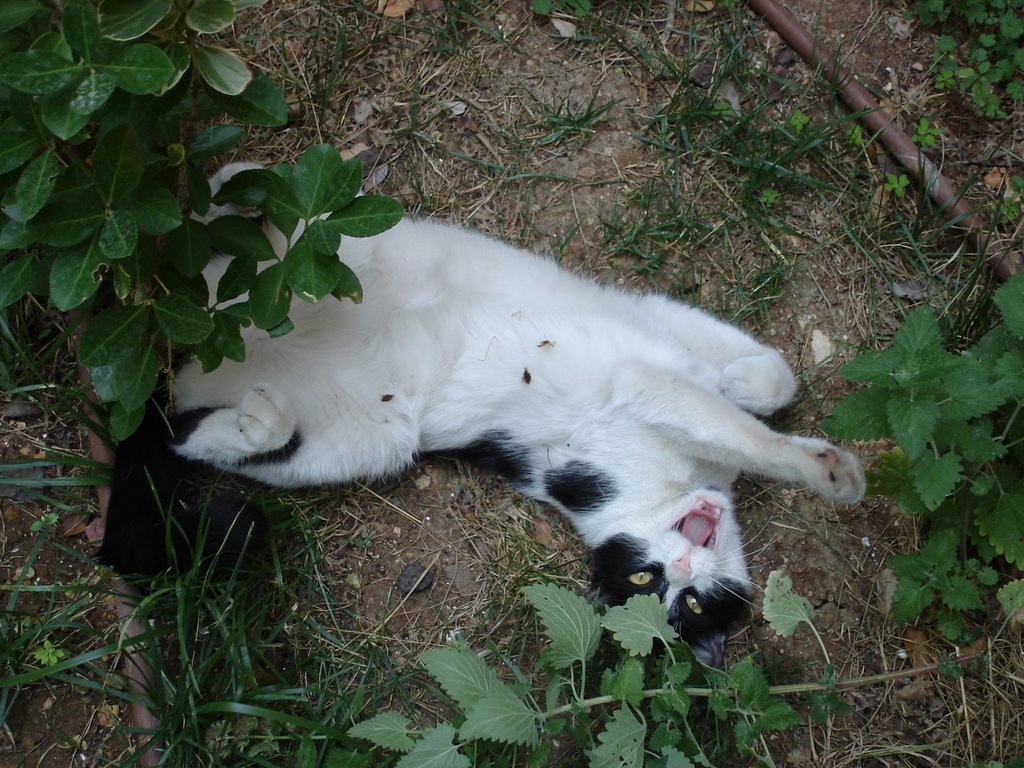 Imagini amuzante cu efectele psihoactive unei plante asupra pisicilor