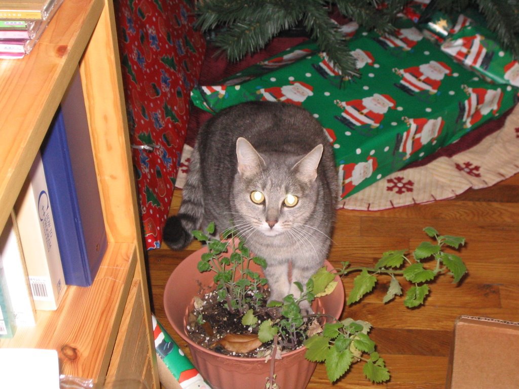 Imagini amuzante cu efectele psihoactive unei plante asupra pisicilor