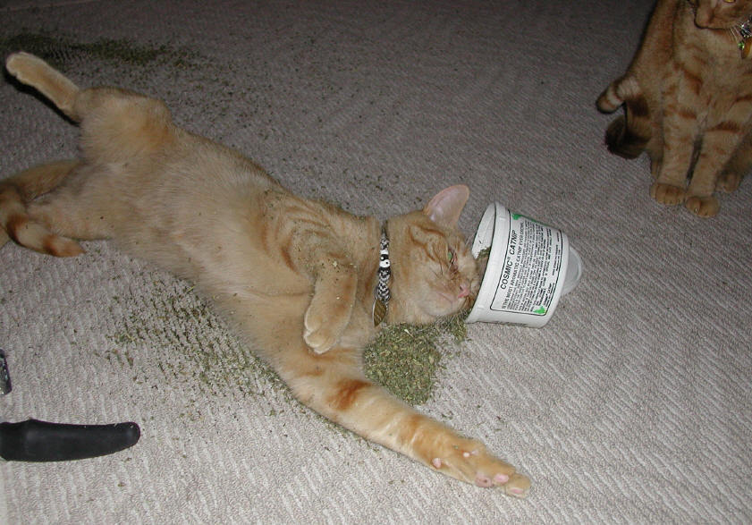 Imagini amuzante cu efectele psihoactive unei plante asupra pisicilor