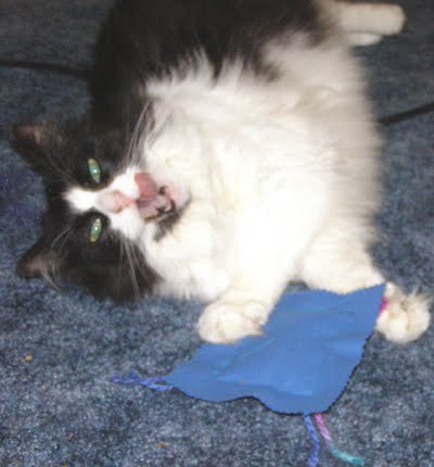 Imagini amuzante cu efectele psihoactive unei plante asupra pisicilor